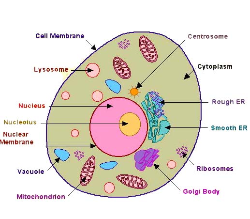 细胞生物学