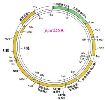 分子生物学